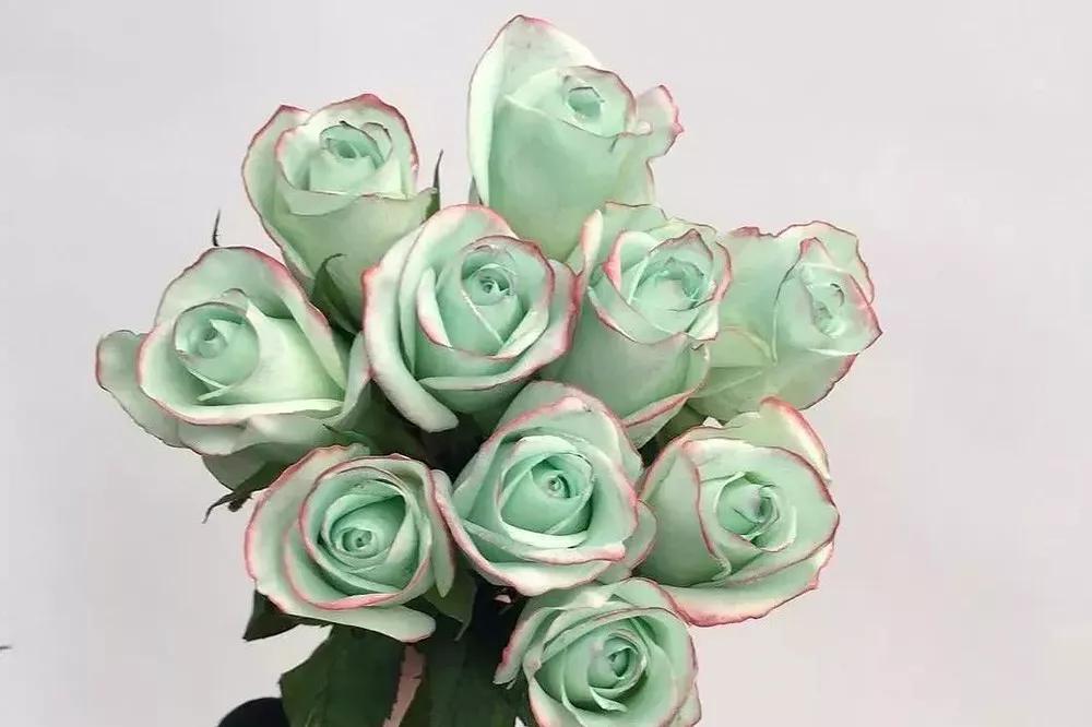 一篇文章带你认识三亚40种花,鲜花图鉴一次性认识30种玫瑰花