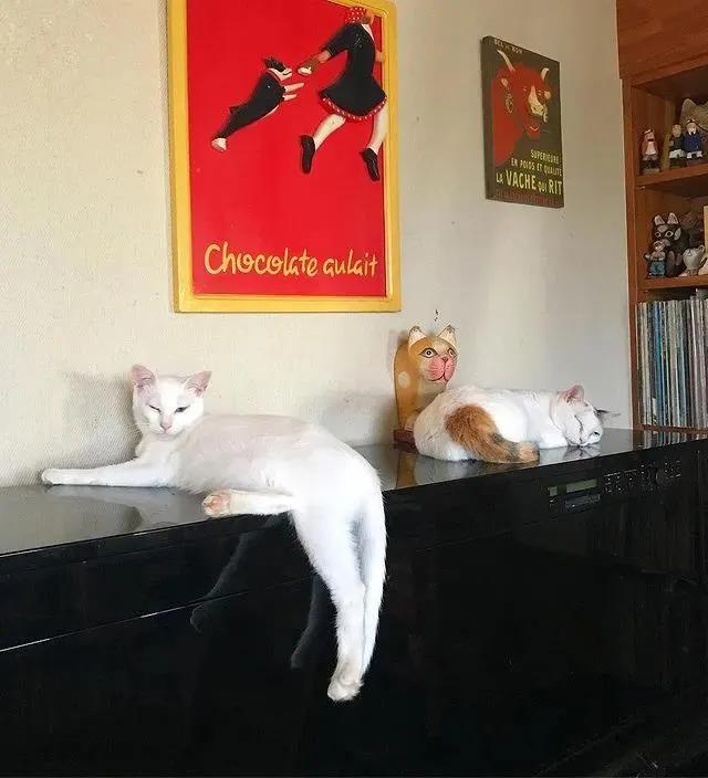 猫的终极凡尔赛：你的屏幕放不下我的腿