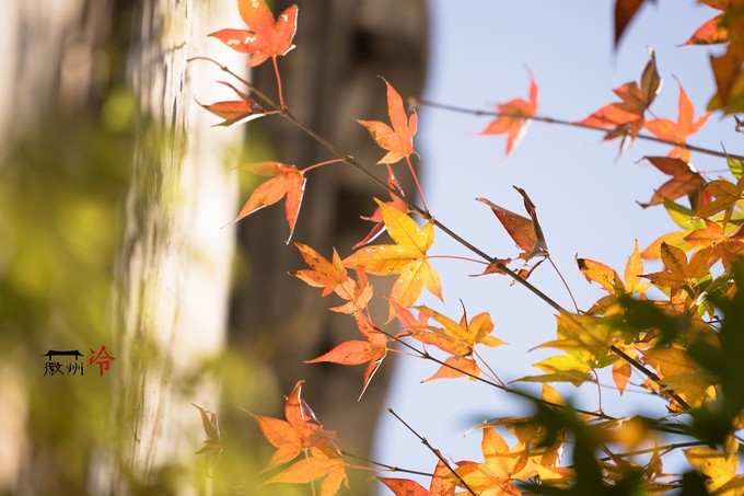 「徽州冷」宏村秋深晴少,友谊地久天