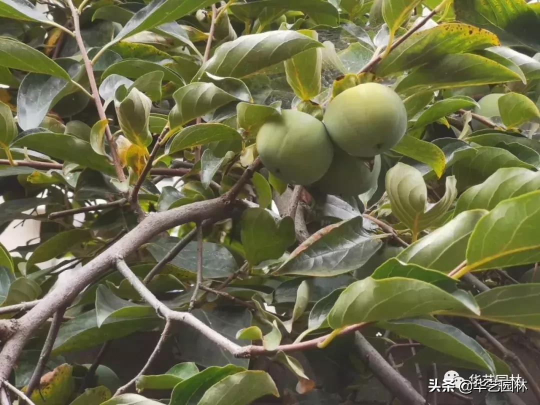 白露的诗句露从今夜白,白露至凉风起且看露从今夜白