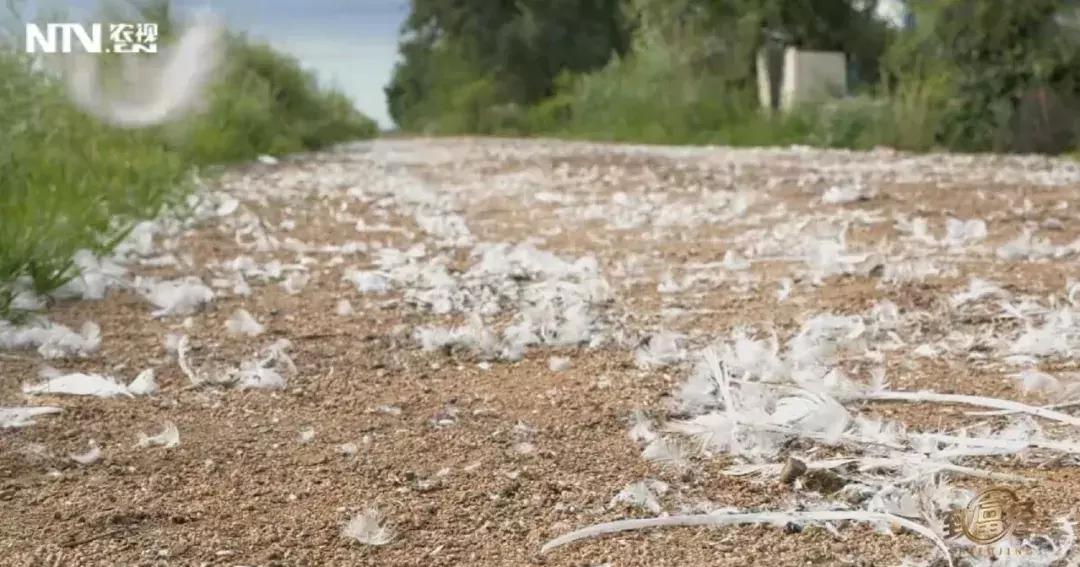 农村常见的鹅卖到230元/只,只用了2招