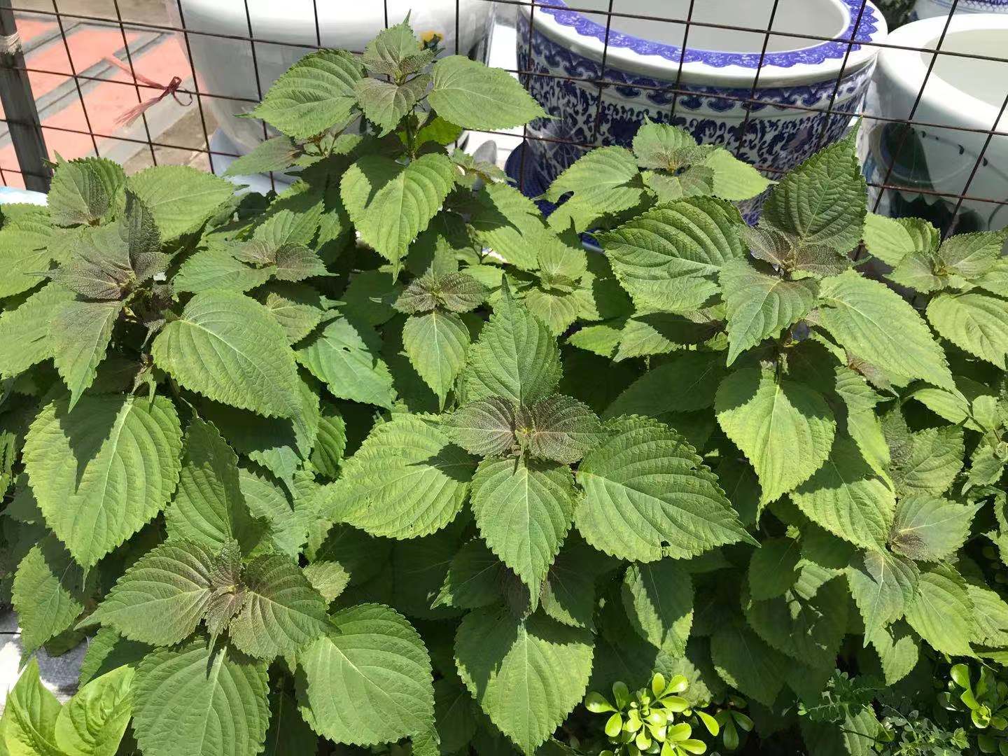 紫苏跟生姜解鱼蟹毒怎么用,为什么紫苏能解鱼蟹之毒