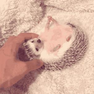 养刺猬太可爱了,养刺猬一周后的体验