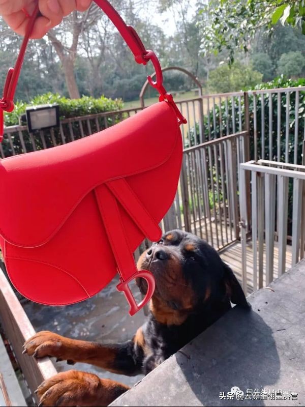 非常好看的宠物包,大家的包都带什么玩偶