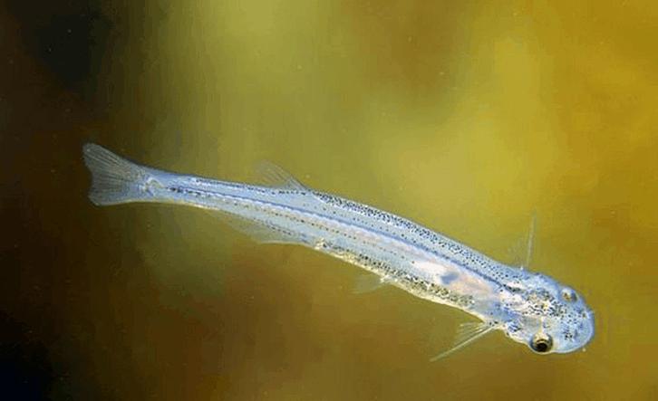 亚马逊里面有一种软软的凶猛的鱼,亚马逊凶狠鱼类