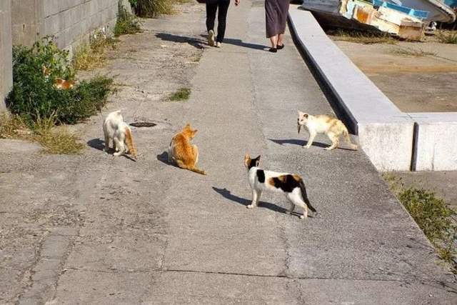 日本的撸猫圣地,日本东京免费撸猫的地方