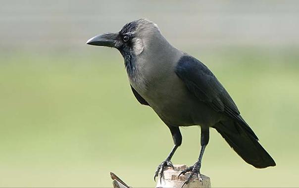 广东常见鸟类图谱和名称图文,东江揽胜鸟类