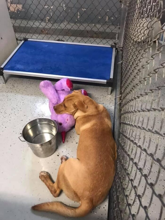 流浪狗痴迷独角兽玩偶,美国流浪狗偷独角兽