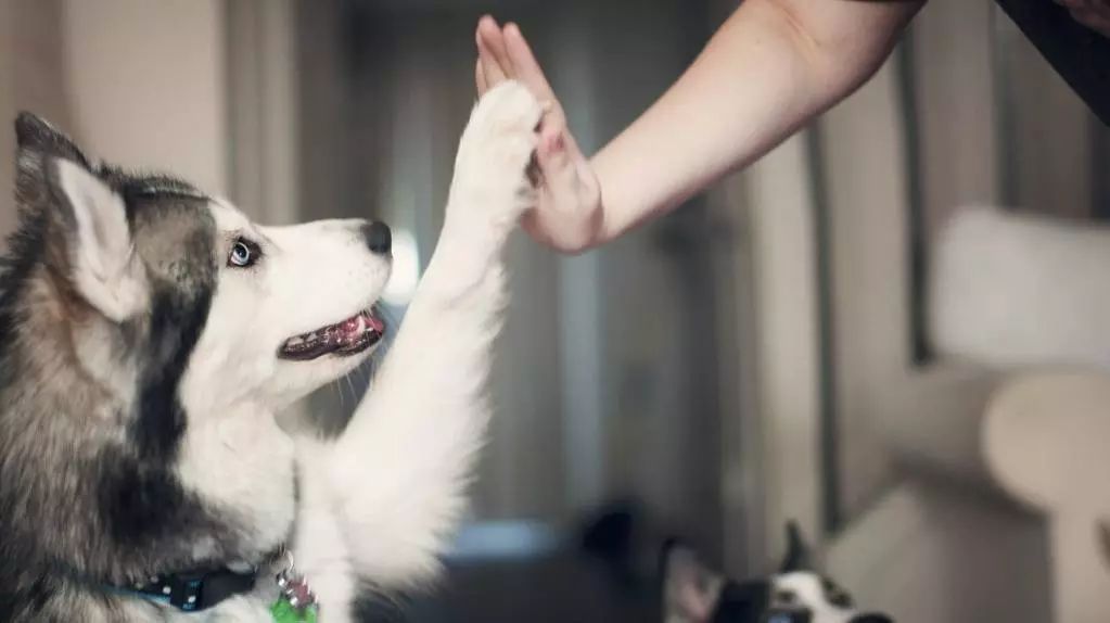 宠物消费市场千亿赛道,宠物市场分析暴涨背后