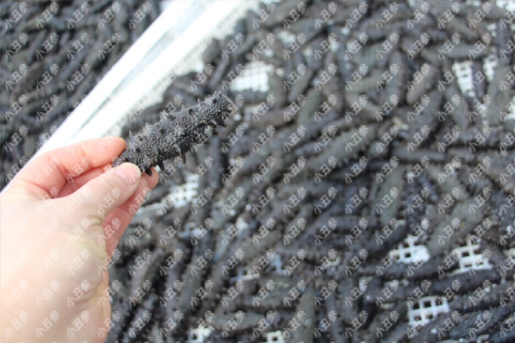 海参40元一斤的海参好吗,为什么有的海参好几万