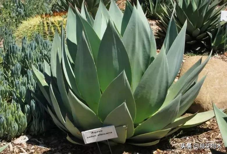 丝兰凤尾兰剑麻就是同一种植物吗,龙舌兰和剑兰的区别图片