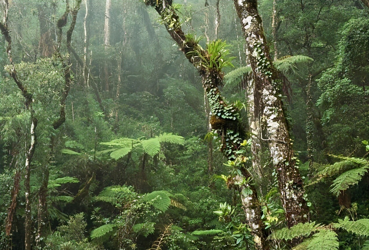 成年巨蟒蛇最多长达多少米,云南巨蟒