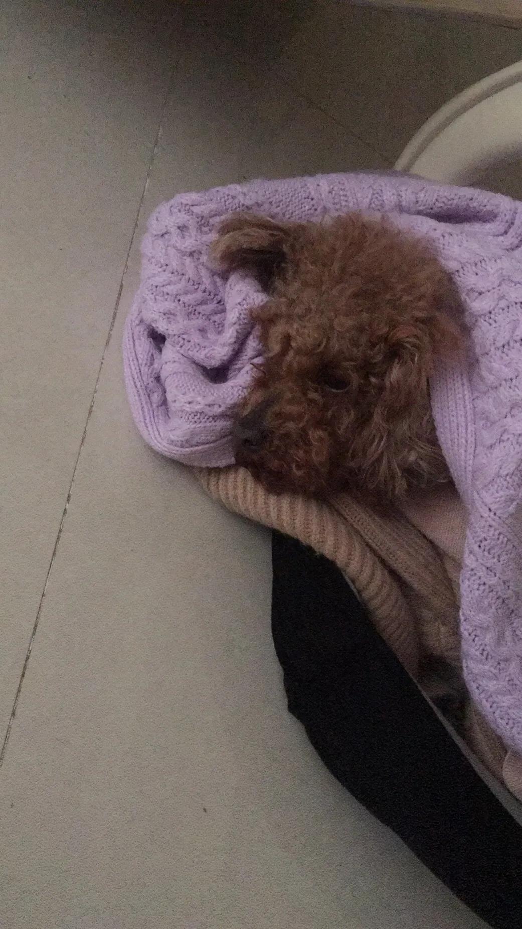 泰迪急性肠胃炎拉血怎么办,泰迪急性肠胃炎需要注意什么