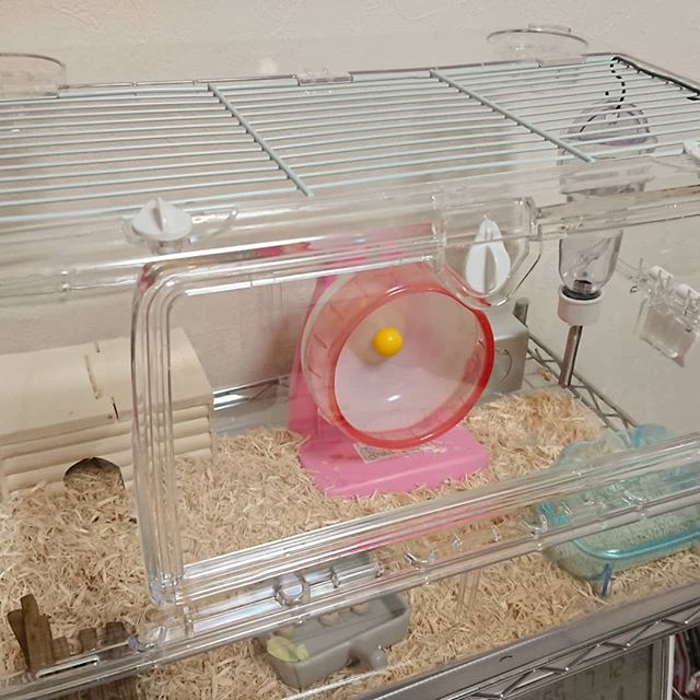 仓鼠老是喜欢咬笼子喜欢装角落,仓鼠怎么防止撕咬笼子窝