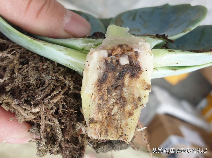 你有没有养过白玉蜗牛,你有没有曾经养过宠物