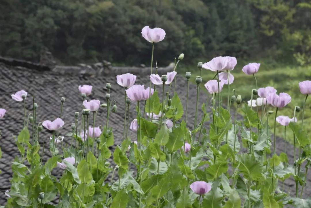 误听“*粟罂**”可治病被惩处懊悔不已