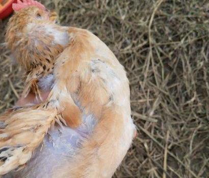 鸡子肿头肿脸用什么药,鸡脸肿大是吃什么药治疗