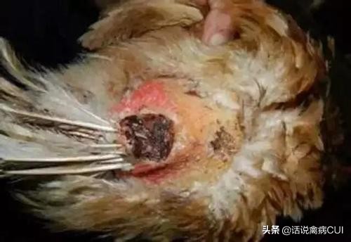 蛋鸡脱肛用什么办法治疗效果好,蛋鸡脱肛的原因及解决方法