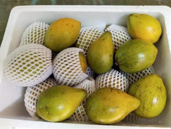 长在树上的鸡蛋果图片,长在树上的鸡蛋