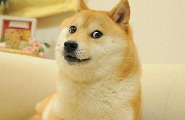 柴犬福建三明自家生的纯种柴犬,纯种柴犬与双血统柴犬的区别