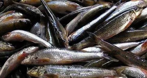 松花江名鱼排行,黑龙江和松花江的鱼