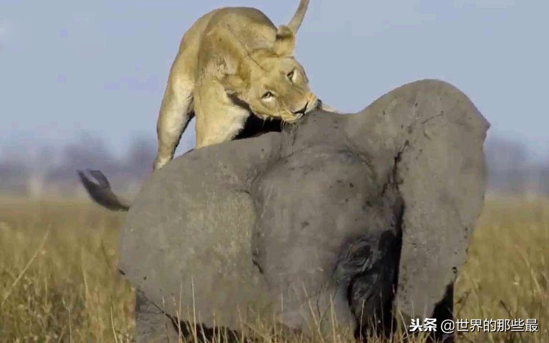 野牛为什么容易受到狮群攻击,野牛能战胜狮子吗