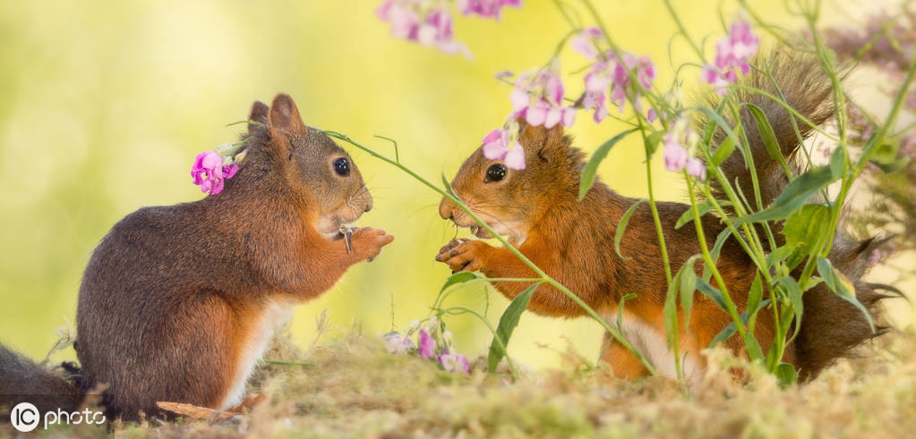 抑郁小姐与香蕉先生：香蕉被称为“快乐食物”