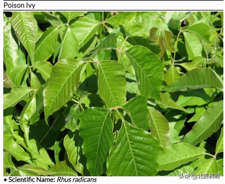 在加拿大最危险的五件事情,加拿大有什么危险动物或昆虫