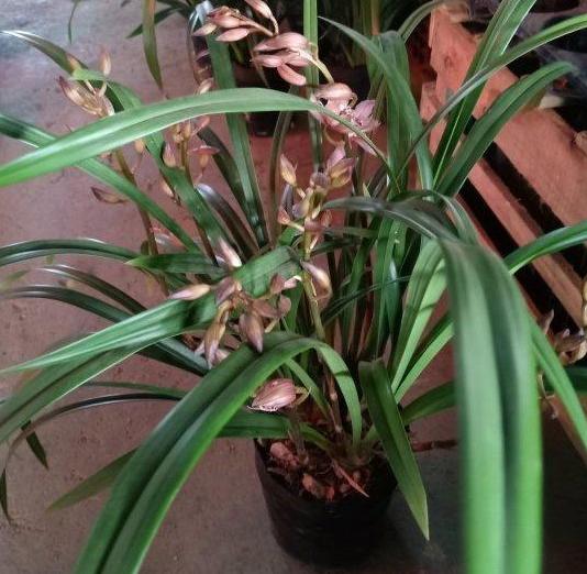 兰花盆栽适合放室外还是室内,盆栽兰花可以淋雨吗