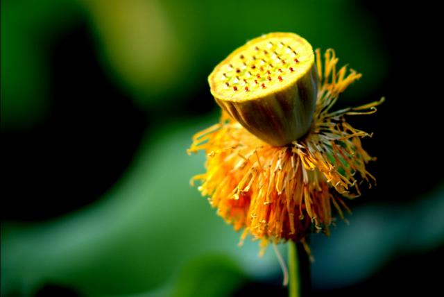 最美的荷花诗句,一起赏荷花的诗词歌赋