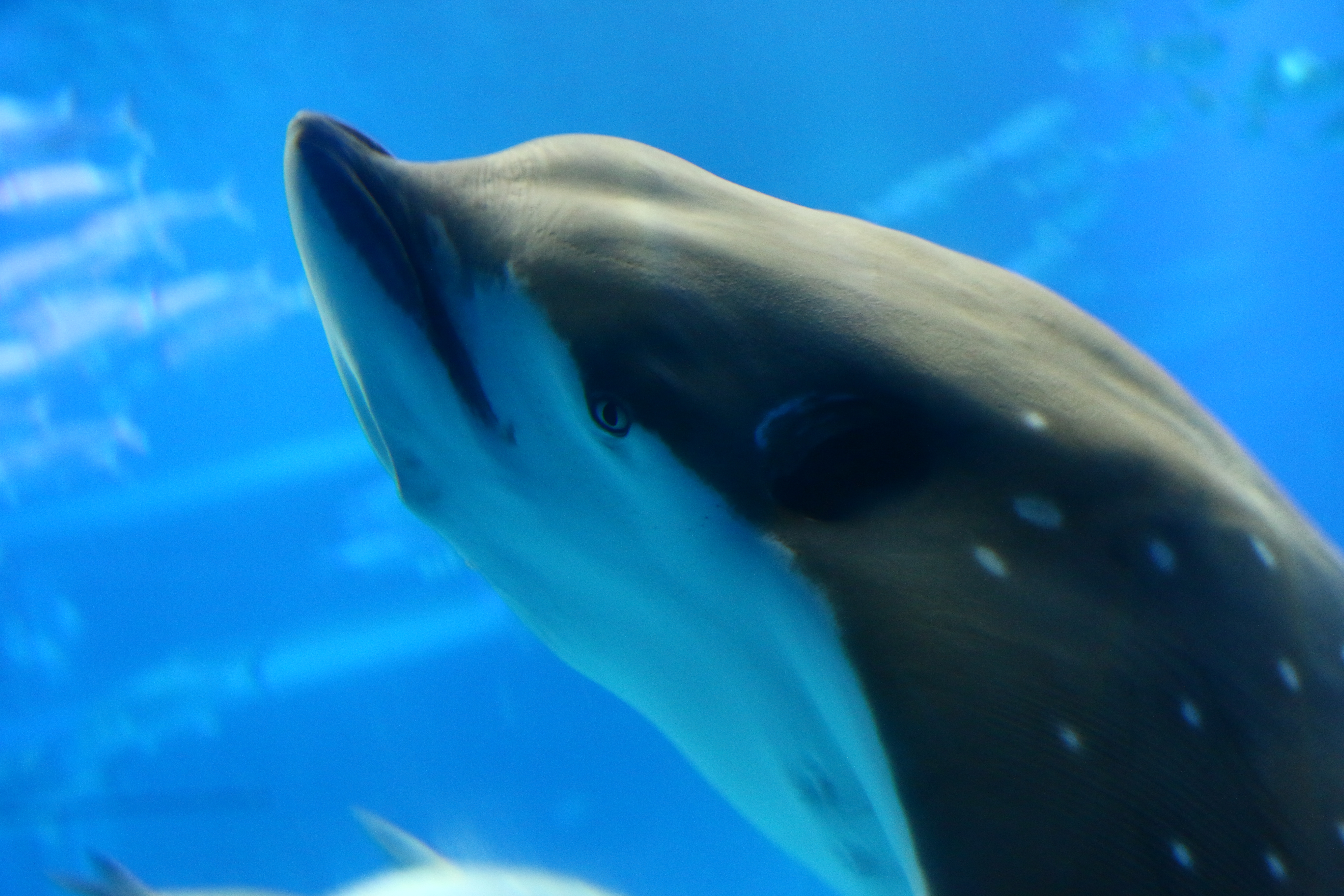 日本奈良自由行详细攻略,日本大阪京都自由行路线