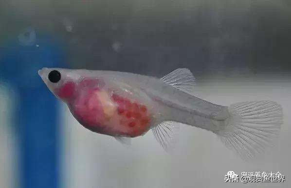 15个孔雀鱼品系图鉴绝美版,15个孔雀鱼品系图鉴