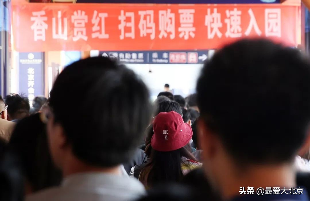 香山红叶几月去最好香山用预约吗,去北京香山看红叶别去爬山吗