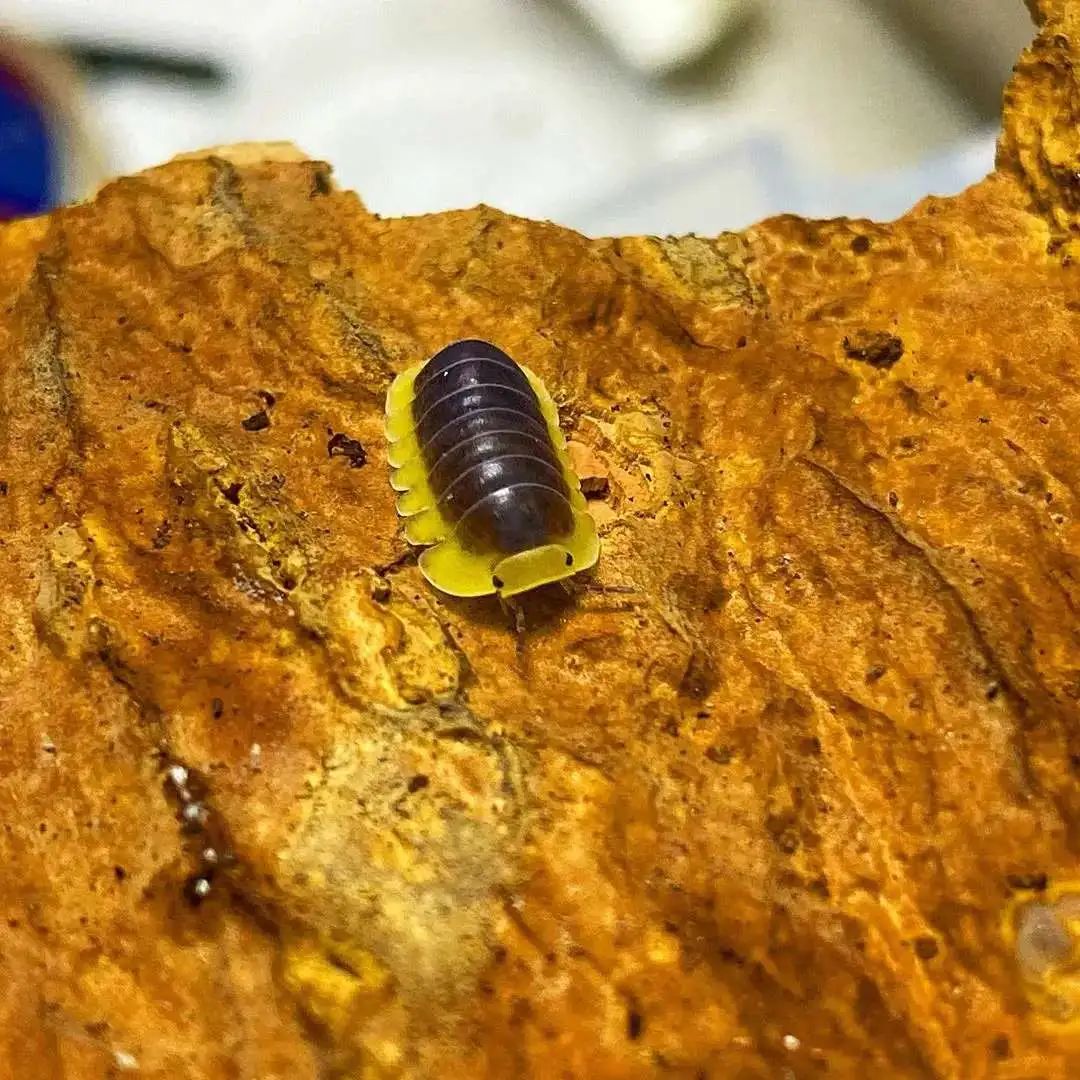 卧室里的潮虫怎么去除,卧室有潮虫怎么办