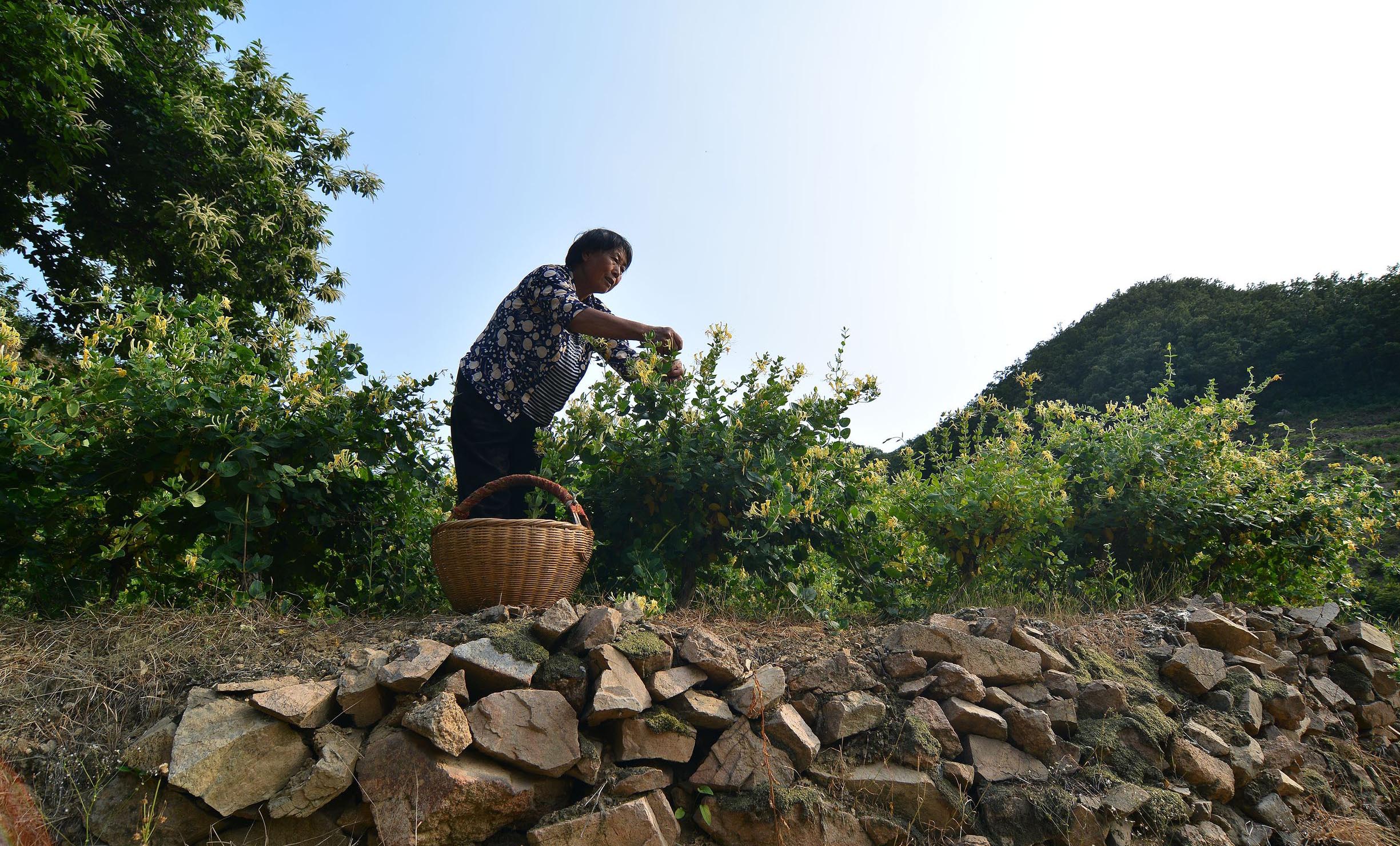 金银花树上长的蛾子哪里能买到,金银花树上长的蛾子是药材吗