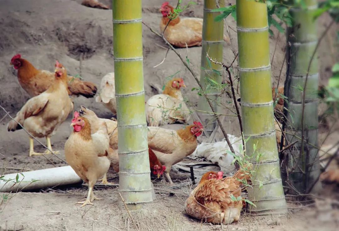 巴厘岛绿野仙踪,巴厘岛住进星空顶梦幻蘑菇屋