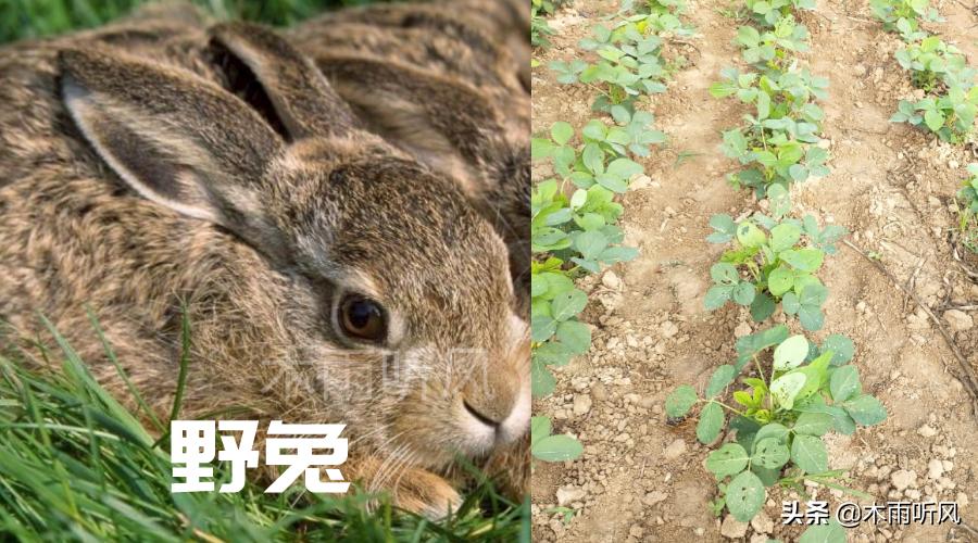 种植的大豆出苗后，被野兔偷吃了怎么办，如何防止野兔
