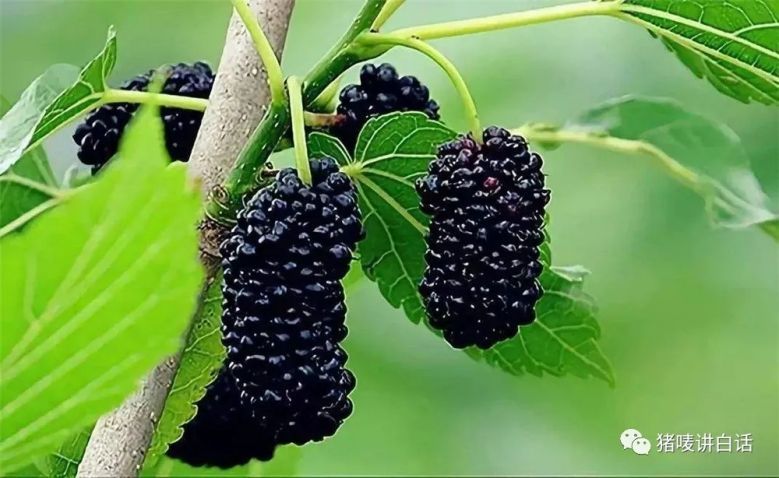 钦州童年回忆,钦州农村人童年的回忆