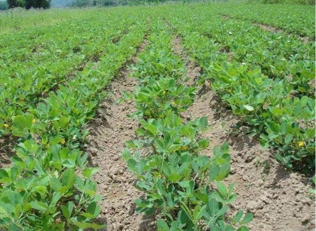 种花生会长什么虫,花生地里长的大白虫子怎么办