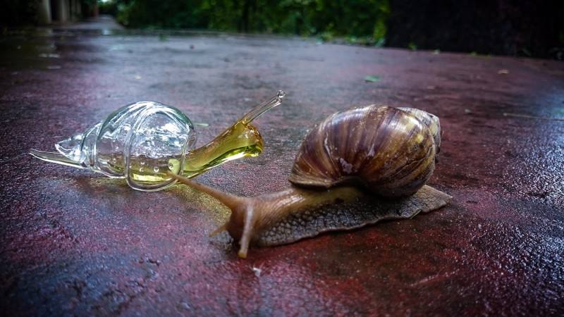 中国半导体会衰败吗,中国半导体为什么发展迟