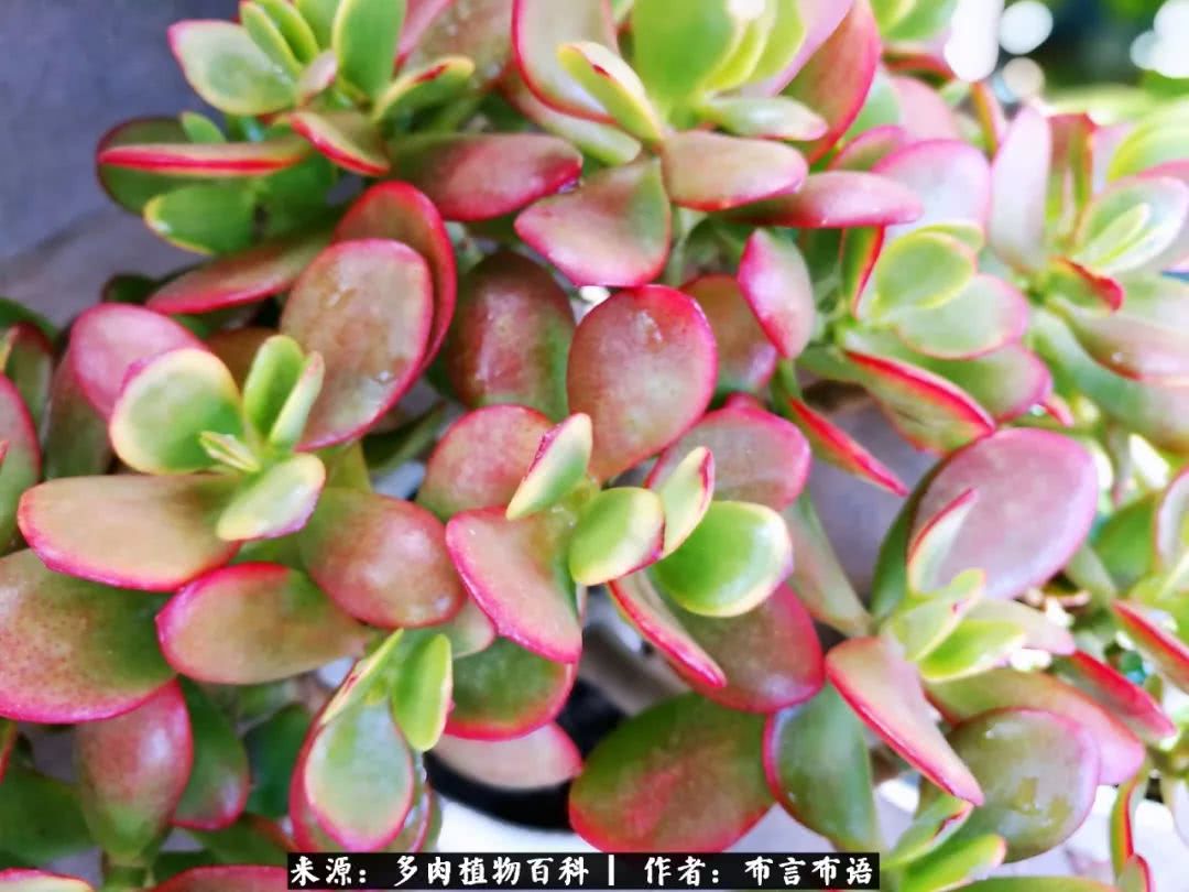 从多肉上感悟人生,多肉的真实生活感悟