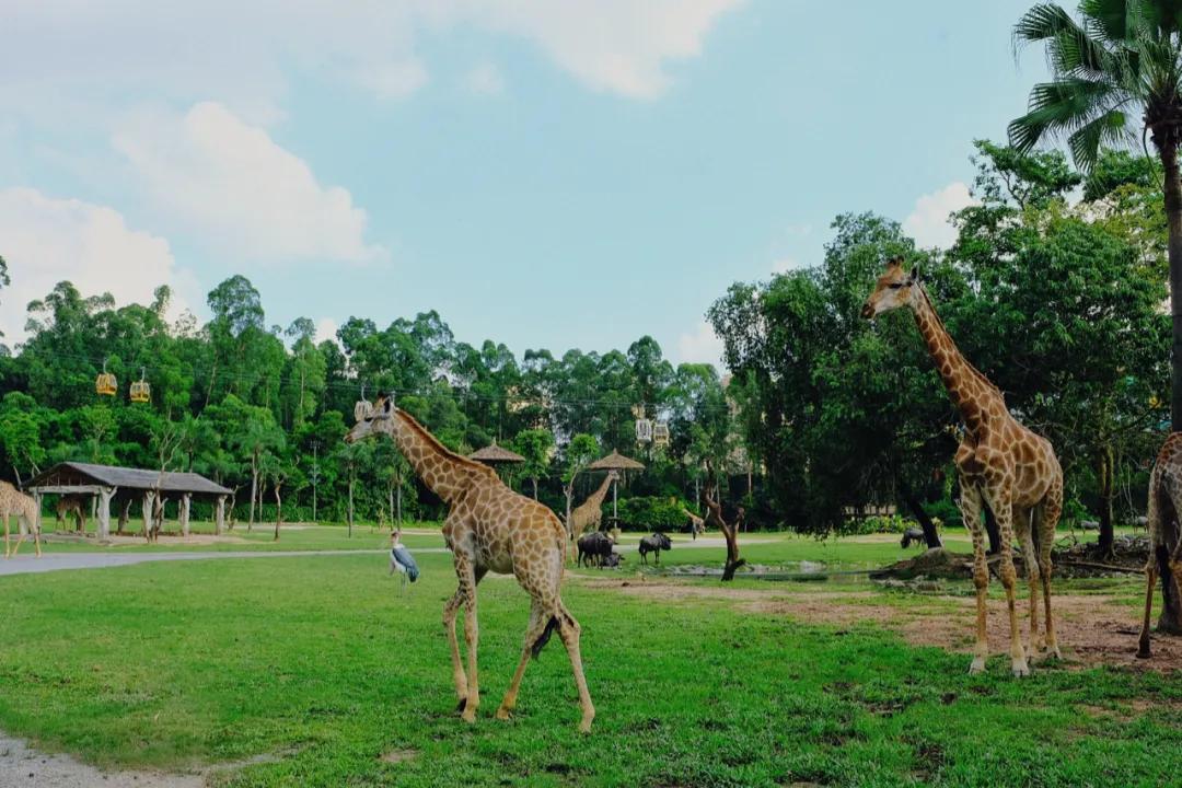 广州长隆最省钱玩法,最实惠广州长隆攻略