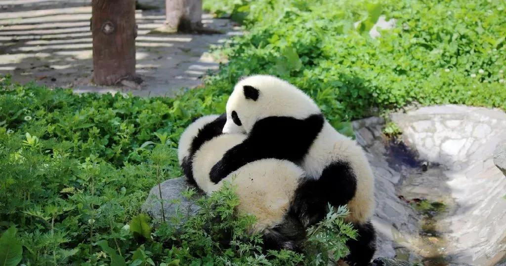 把大熊猫养成了摇钱树，日本人是如何做到的？