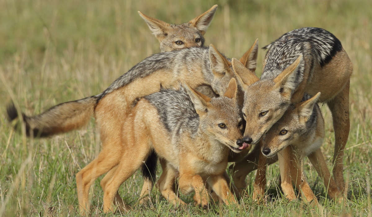 黑背胡狼的生活特点,黑背胡狼个人简介