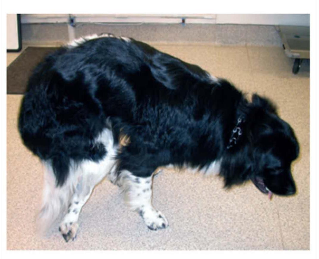 犬肩胛骨脱臼走路,犬膝盖骨骨折