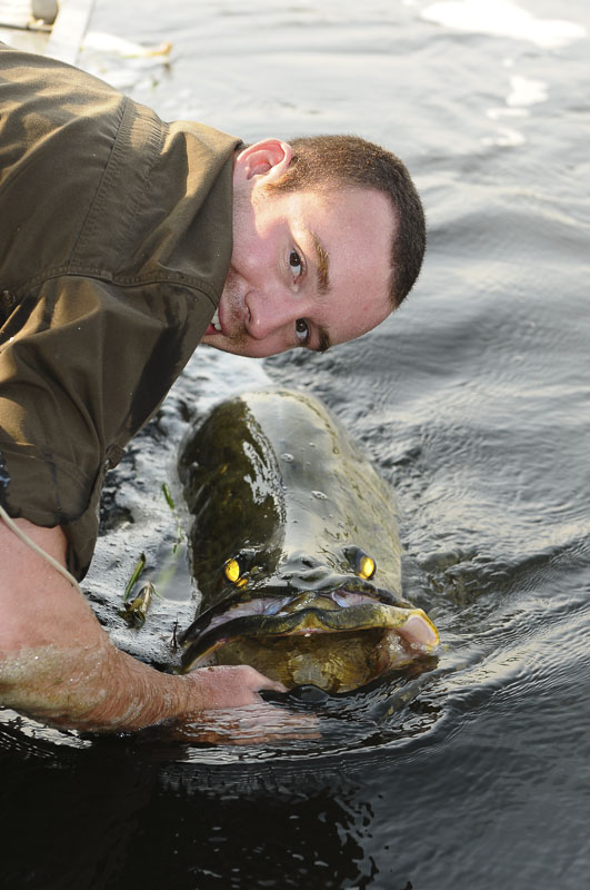 非洲维多利亚湖中泛滥的尼罗河鲈鱼都胖成球了,真的太嚣张了