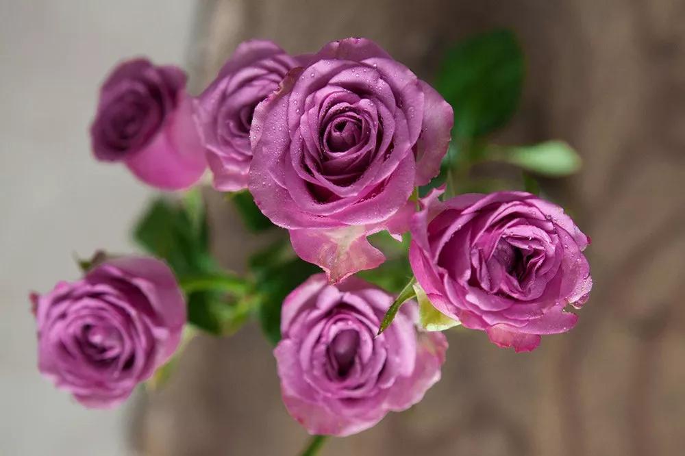 花店必备的5款玫瑰,花店最常用什么品种的玫瑰花