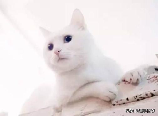 铲屎官别吓猫,给猫咪铲屎闻到气味会得病吗