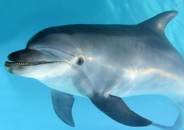 1只狐狸,36只企鹅被残忍猎杀