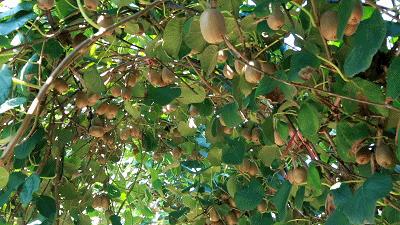 盘它！又甜又润的VC小*弹炸**！临港“甜猕”之旅出发~